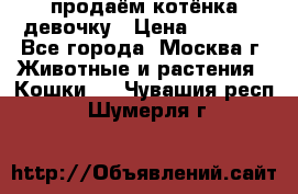 продаём котёнка девочку › Цена ­ 6 500 - Все города, Москва г. Животные и растения » Кошки   . Чувашия респ.,Шумерля г.